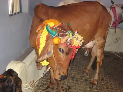 Puja Cow at Ashrama Goshala